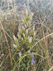 Gentianella lutescens
