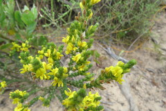 Aspalathus ericifolia