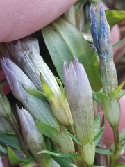 Gentianella lutescens