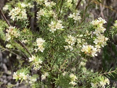 Lachnaea diosmoides