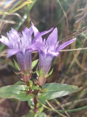 Gentianella lutescens