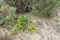 Aspalathus ericifolia