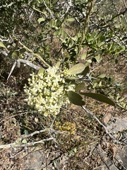 Gymnosporia buxifolia