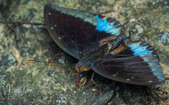 Lexias dirtea