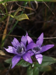 Gentianella lutescens