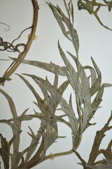 Artemisia tilesii