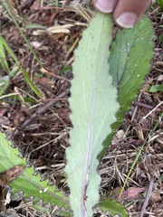 Cirsium horridulum
