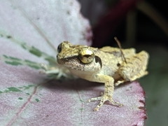 Pseudophilautus wynaadensis