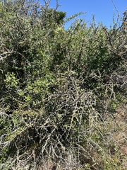 Gymnosporia buxifolia