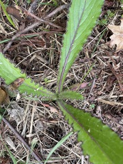 Cirsium horridulum