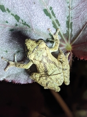 Pseudophilautus wynaadensis