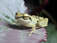 Pseudophilautus wynaadensis