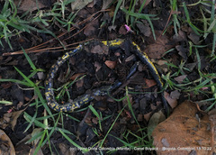 Atractus crassicaudatus