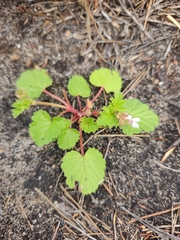 Pelargonium grossularioides