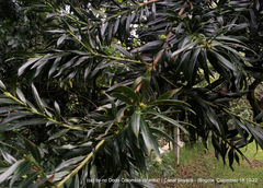 Podocarpus oleifolius