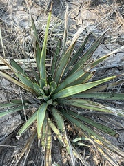 Yucca rupicola