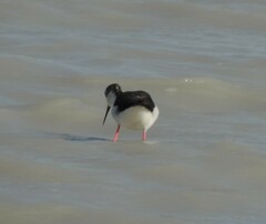 Himantopus himantopus