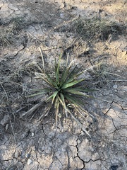 Yucca rupicola