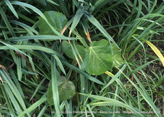 Pterocarpus acapulcensis
