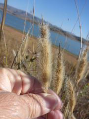 Polypogon monspeliensis