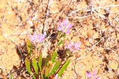 Ptilotus manglesii