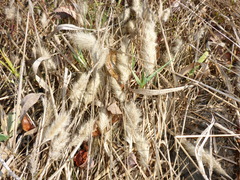 Polypogon monspeliensis