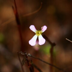 Stylidium inundatum