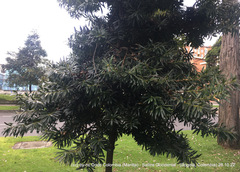 Podocarpus oleifolius