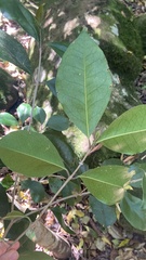 Olea capensis