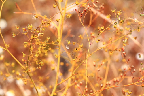 Drosera gigantea