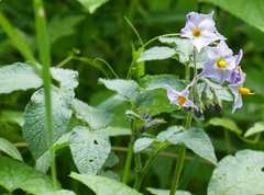 Solanum stoloniferum