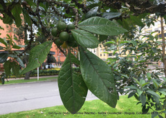 Aegiphila bogotensis