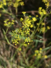 Bupleurum exaltatum