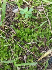 Plagiomnium undulatum