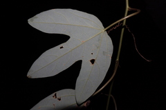 Passiflora smithii