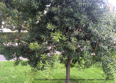 Podocarpus oleifolius
