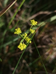 Bupleurum exaltatum