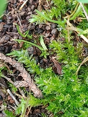 Plagiomnium undulatum