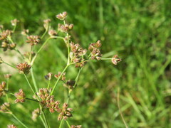 Juncus xiphioides