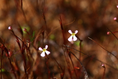 Stylidium inundatum