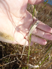 Polypogon monspeliensis