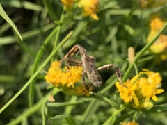 Leptoglossus phyllopus