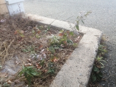 Symphyotrichum cordifolium