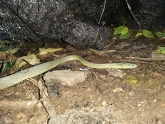 Boiga cyanea