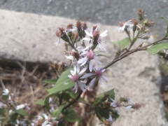 Symphyotrichum cordifolium