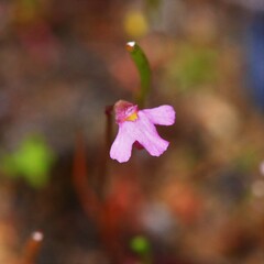 Utricularia tenella