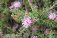 Diastella divaricata divaricata