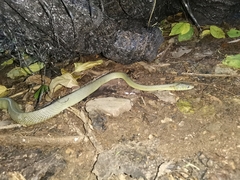Boiga cyanea