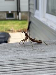 Stagmomantis carolina