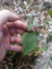 Symphyotrichum cordifolium